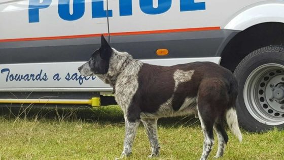 Australie : un chien sourd et en partie aveugle protège une enfant de 3 ans perdue dans le bush