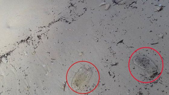 Un internaute attire l'attention des autorités sur la présence de méduses sur la plage de Mont-Choisy