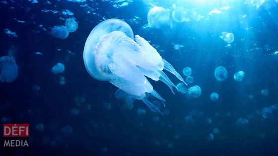 Trou-aux-Biches : la présence de méduses signalée
