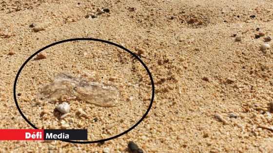 Mont-Choisy : attention aux méduses !