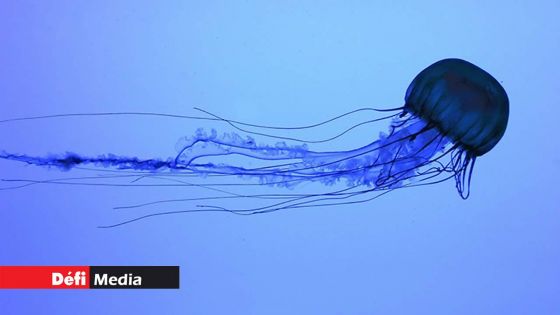 Méduses signalées à Mont Choisy et Trou-aux-Biches : prudence en mer