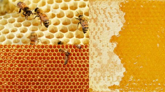 Bras-d'Eau : 240 kilos de miel emportés