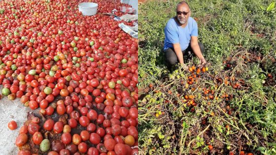 Surplus de pommes d’amour : des planteurs abandonnent leurs récoltes