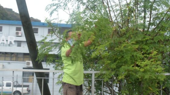 Des brèdes mouroum (moringa) pour s’alimenter en temps de confinement