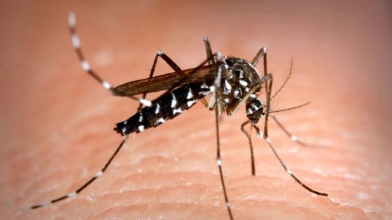 Dengue : nouveau protocole pour le suivi des patients