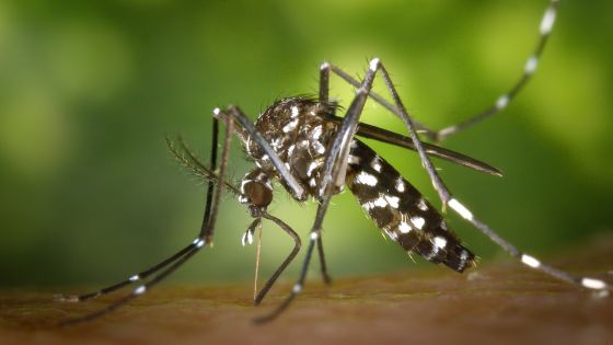 Dérèglement climatique : selon une enquête de la Santé, le nombre de moustiques a doublé