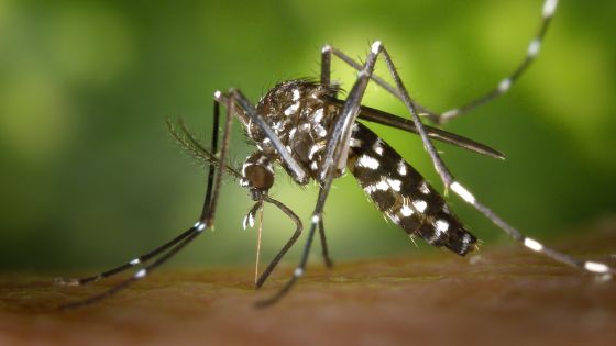 380 cas actifs de dengue 