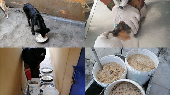 Confinement : les services dans les abris pour animaux de MSaw pas impactés