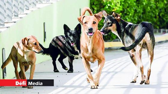 Enregistrement obligatoire des chiens : 1 020 chiens déjà enregistrés