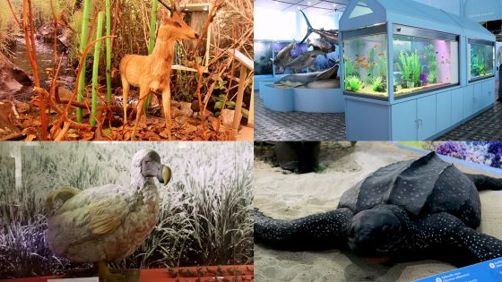 Découvrez le musée d’Histoire naturelle de Port-Louis