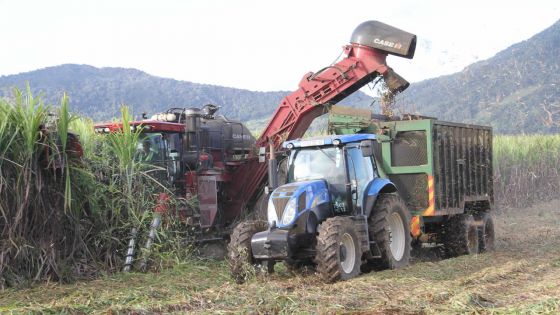 Production sucrière : la barre des 300 000 tonnes franchie