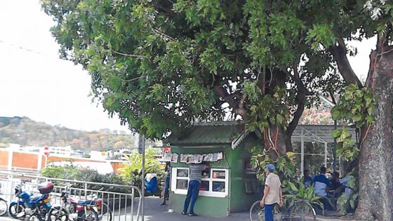 Château-d’Eau, Tranquebar : les deux arbres centenaires ne seront pas abattus