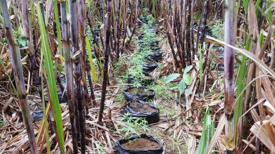 À Rivière-du-Poste : du cannabis valant Rs 250 000 cultivés dans un champ de cannes 