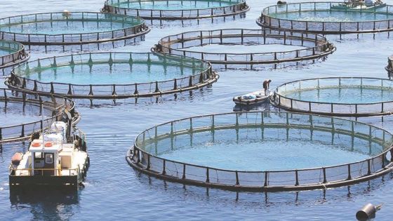 Aquaculture : des opposants évoquent une violation de leurs droits constitutionnels