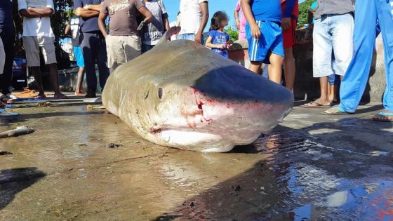 Au large de Mahébourg : un requin bouledogue capturé 