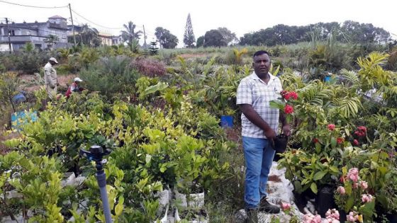 Ajay Ramsaran, pépiniériste et paysagiste : quand la passion pour les plantes se transforme en bonnes affaires