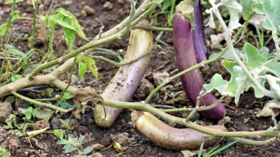 Culture de légumes - Sunghoon  : «Les autorités tardent à débloquer les fonds d’aide»