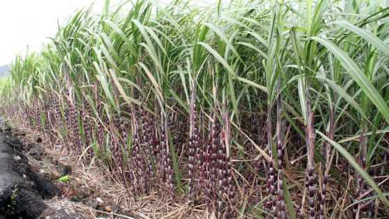 Culture de la canne à sucre : le SIT abandonne ses ambitions africaines