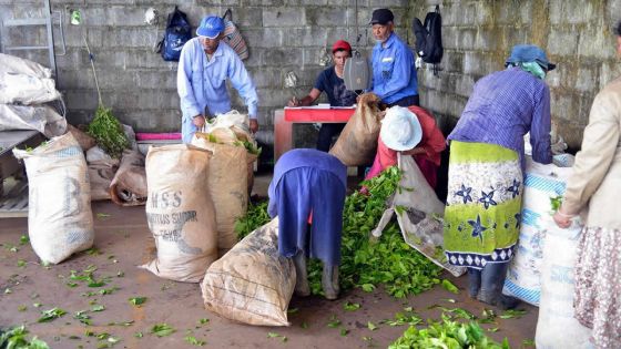 Journée mondiale du thé : un breuvage qui défie le temps