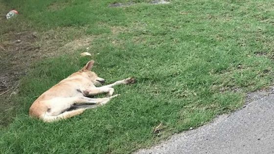 Baie-du-Tombeau : des chiens squattant une ruelle effraient les passants