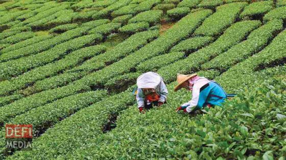 Industrie du thé : la production chuterait de plus de moitié 