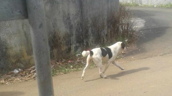 Hermitage : elle est mordue par le chien de son voisin