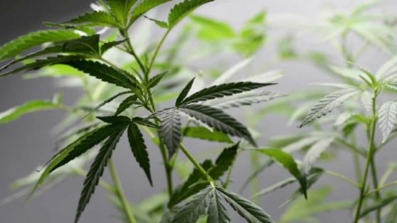 Drogue : il vend six plants de cannabis à des limiers de l’Adsu