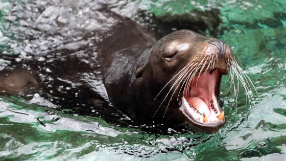 Des nageurs attaqués par des lions de mer dans la baie de San Francisco