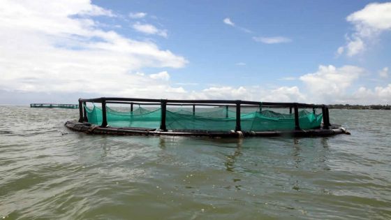  Aquaculture : a sustainable sector?