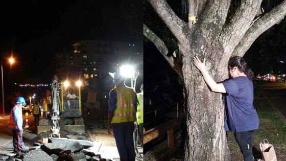 Ivan Collendavelloo : « L’abattage des arbres à la rue Vandermeersch est inévitable »