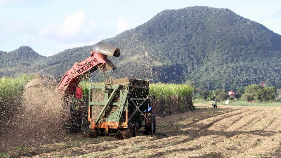 Industrie sucrière : le prix de la bagasse reste inchangé