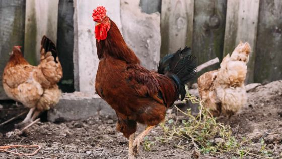 Agro-industrie : 700 éleveurs  exposés aux opportunités et aux défis du secteur