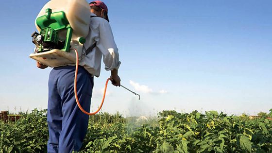 Santé : un lien direct entre l’utilisation des pesticides et les risques de diabète et d’obésité