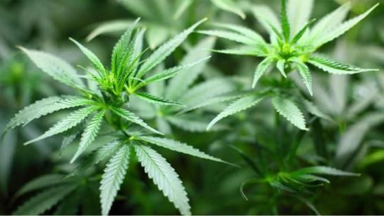 CLAIM réclame un cadre légal pour «réglementer le cannabis récréatif» 
