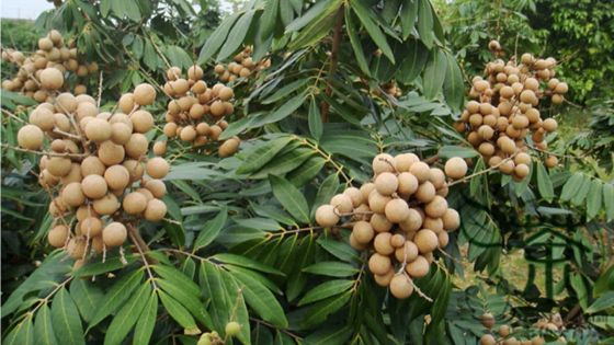 Vacoas : 100 kilos de longanes volés