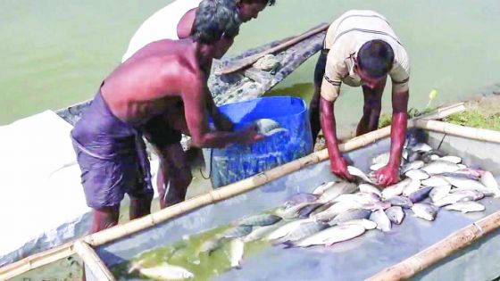 First fish harvest from floating cages 