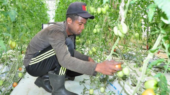 Top Nature : vers une consommation de légumes sains