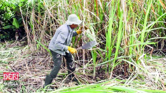 Sugar Industry - blurred Future : a One-Billion-rupee Rescue is Expected 