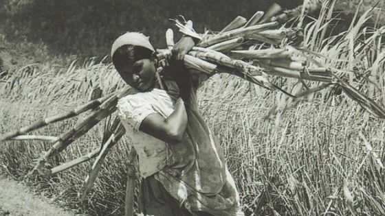 Exposition : l'art contemporain met l'histoire de la canne à sucre à l'honneur