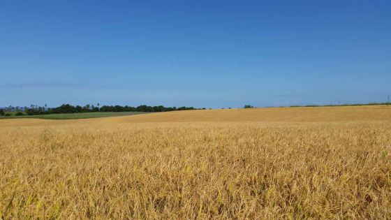 Consommation : baisse de 54,5 % de la production locale de riz 