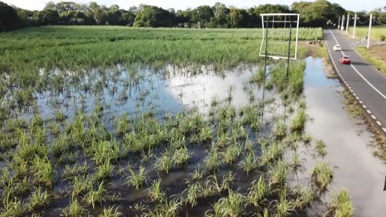 Post-cyclone Berguitta : analyses divergentes sur la canne après le mauvais temps