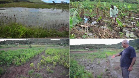 Grosses averses : 12 000 arpents de plantations affectés