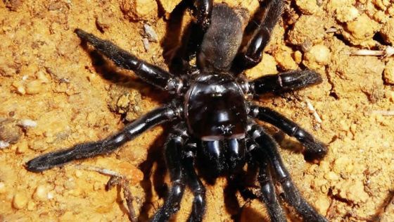 Australie: la doyenne présumée des araignées tuée par une guêpe