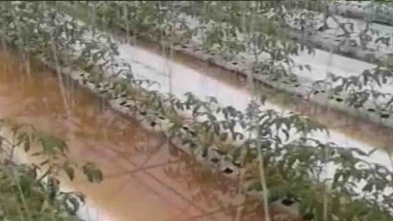 Des plantations sous les eaux à Clémencia 