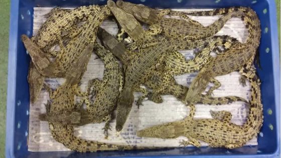 50 crocodiles saisis à l'aéroport d'Heathrow