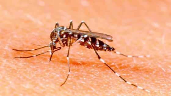 Grand-Baie – un enfant de 3 ans atteint de la dengue 