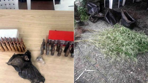 Dans un ‘chassé’ à Grand-Bassin - Deux arrestations : du cannabis, des semences et des munitions saisis