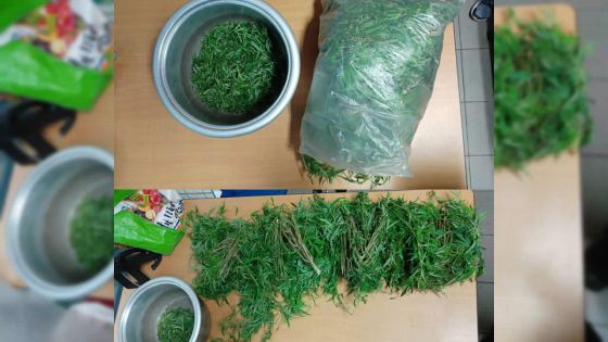 2 kg de gandia saisis à Olivia : «Mo finn mett sek pou mo vender», dit le suspect 