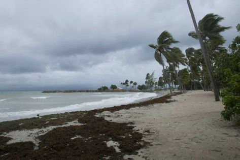 En Guadeloupe, les sargasses envahissent massivement le littoral 