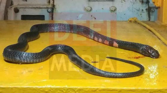 Rade de Port-Louis : un «serpent» découvert dans un conteneur